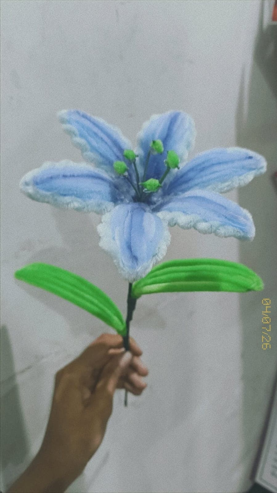 Front view of a blue lily stem